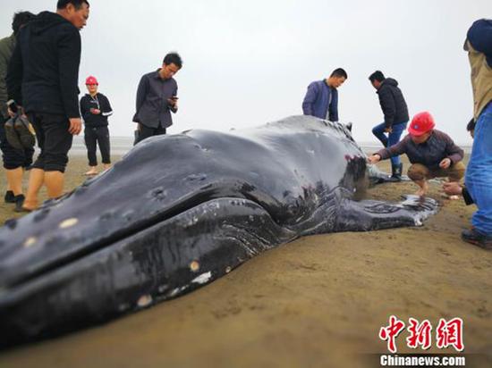 图为14日,座头鲸又游回来了,再次搁浅启东海滩。