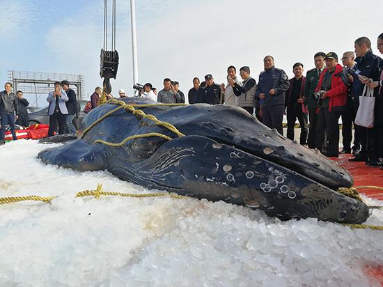 座头鲸死亡。澎湃新闻记者 温潇潇 图