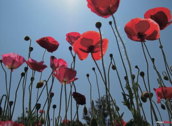 改变视线高度 玩转个性拍摄角度|拍摄技巧|取景