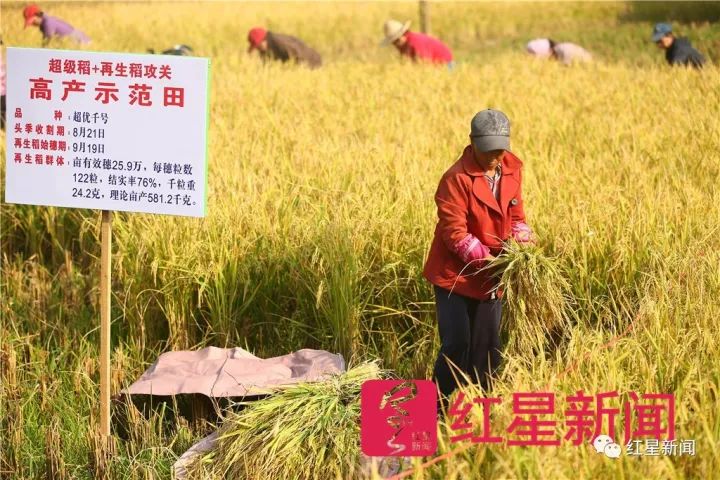 ▲测产当天，农户现场收割再生稻。图片来源：红星新闻