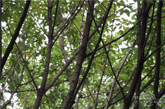 ع:Manual Ȧ:F5.6 :1/200 sec ISO:800 :  EOS 77D