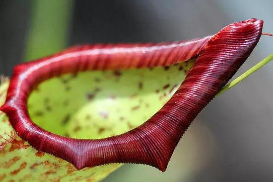 猪笼草图片吃人 大猪笼草(Nepenthes maxima),一种吃昆虫的食肉植物。图源:LadydragonflyCC/Flickr
