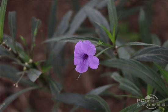 ع:Manual Ȧ:F5.6 :1/200 sec ISO:800 :  EOS 77D