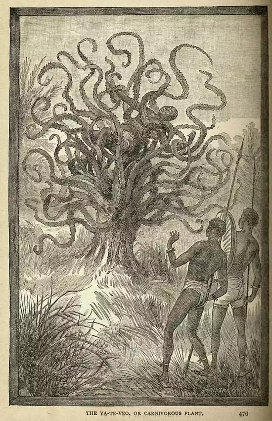 猪笼草图片吃人 J·W·比尔笔下的嗜血植物。图源:Wikimedia