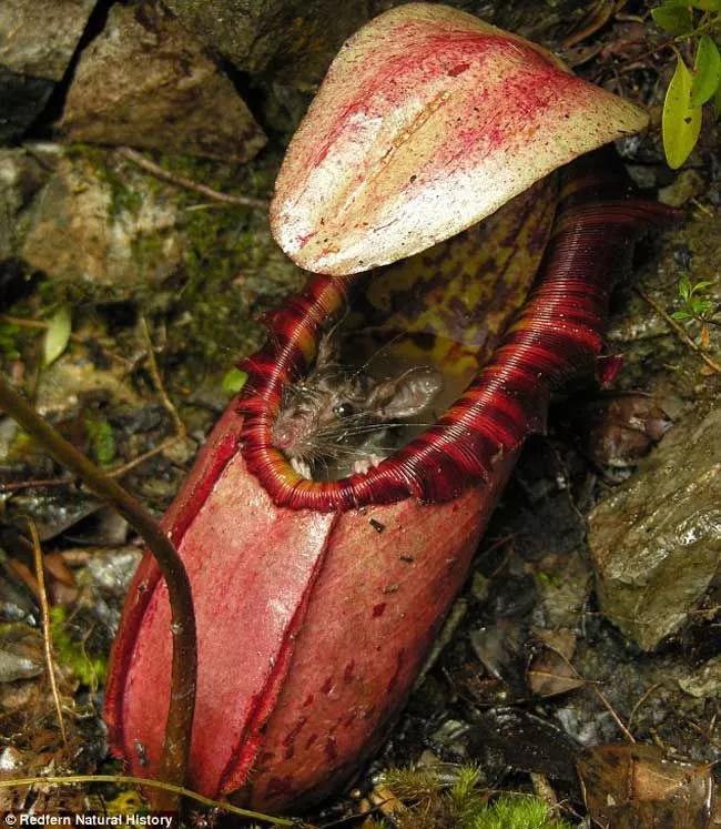 猪笼草图片吃人 马来王猪笼草(Nepenthes Rajah),一种体型较大的猪笼草类植物。图源:Wikimedia