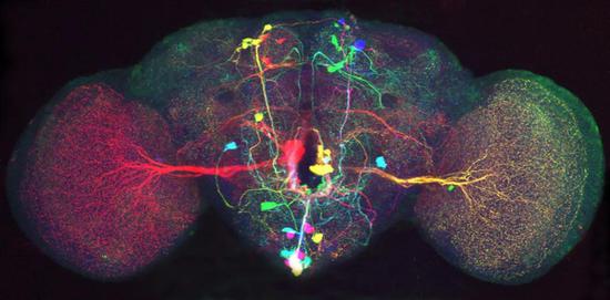 果蝇大脑的Brainbow图像（图片来源：HHMI）