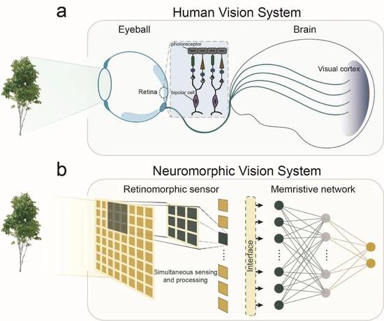 图1：人类视觉系统和类脑视觉系统。人类视觉系统主要由视网膜和大脑皮层视觉中枢组成；对应地，类脑视觉系统主要由可重构视网膜传感器和忆阻器交叉阵列所构成。