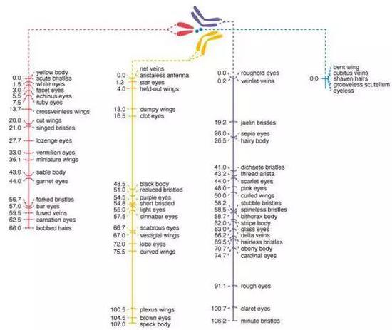  这是一幅果蝇的染色体图。这个小生物的“天书”比较薄，也因此比较容易破译。图中标注的文字是人们已经知道的控制果蝇性状的基因所在的位置。可以看出，人们对于果蝇的基因内容的了解已经十分详尽。但是对于人类基因的内容，了解的相对较少。图片出处：https：//www.mun.ca/biology/scarr/Drosophila_map.html