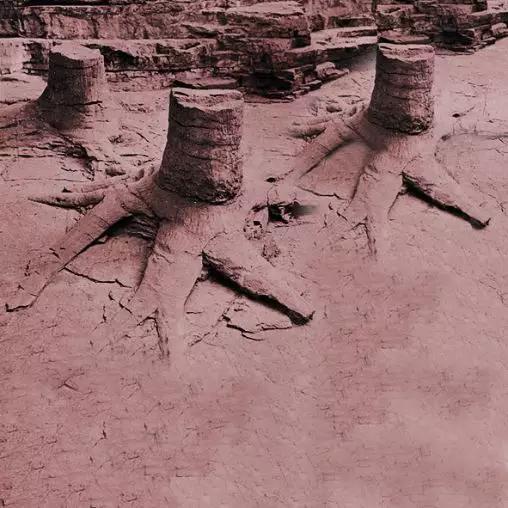 图1美国纽约州北部吉尔博泥盆纪树桩化石