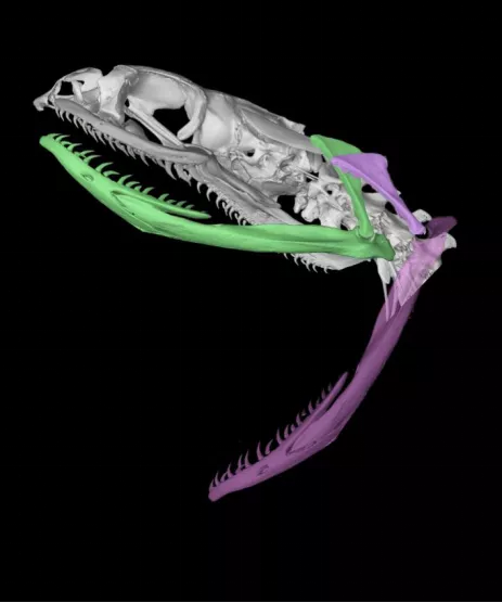 渔游蛇(Xenochrophis piscator)方骨及下颌在闭口(绿色显示)和开口(浅紫色)状态下的变化