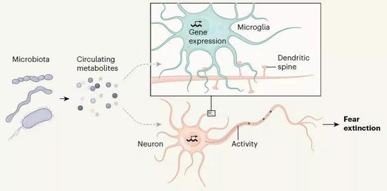 ▲肠道菌群影响大脑的小胶质细胞功能和神经元突触功能的图示（图片来源：参考资料[2]）