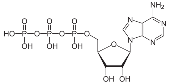 ATP分子结构,包含3个磷酸基团(
