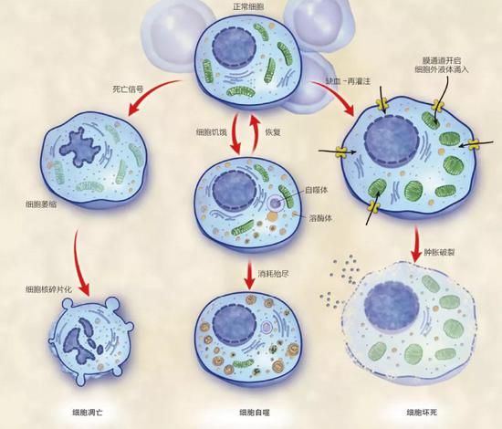 ▲比如细胞凋亡的意义对于“死”固然很重要，对于“生”则更为关键。主动凋亡的机制不仅对个 体的存续有利，甚至对整个生态系统的繁衍生息也至关重要。（图片来源：视觉中国）