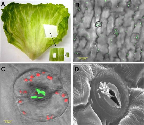 鼠伤寒沙门氏菌进入生菜气孔。图片来源:DOI: 10.1128/AEM.01084-09
