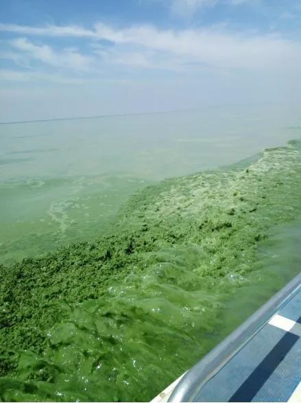 太湖蓝藻水华（李玲玲 摄）