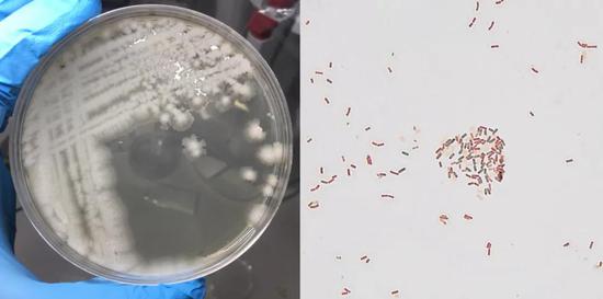 枯草杆菌（Bacillus subtilis）图片来源：wikimedia