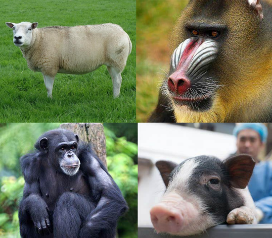 曾被人类作为候选供体的动物们