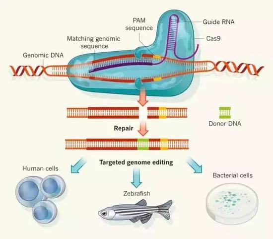 CRISPR-Cas9系统已经成为目前最方便的基因编辑工具。图片来源：origene.com