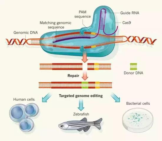 CRISPR-Cas9系统已经成为目前最方便的基因编辑工具。图片来源:origene.com