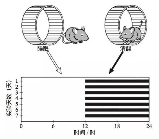  用跑轮实验检测大鼠的生物节律。每只大鼠单笼 饲养于一个放置有跑轮的鼠笼内，通过连续长时间记 录笼内轮子的转动情况，来表征动物的昼夜节律。
