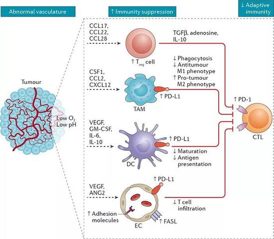 肿瘤中的异常血管网络对抑制免疫反应的影响（图片来源：参考资料[2]）