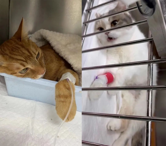 治疗中的小橘猫一七（左）和三花猫三三（右） 　　受访者供图