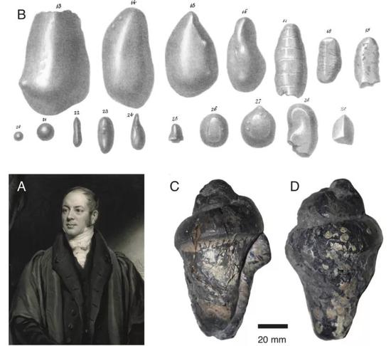 （A）威廉·巴克兰；（B）他于1835年的绘画，可见螺旋状粪化石；（C）他收集的粪化石。