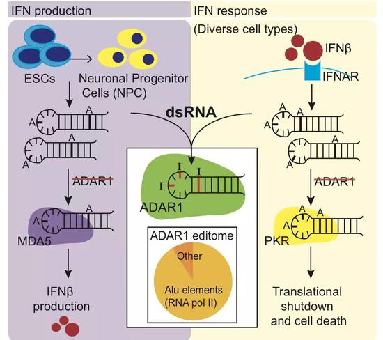ADAR1蛋白的作用