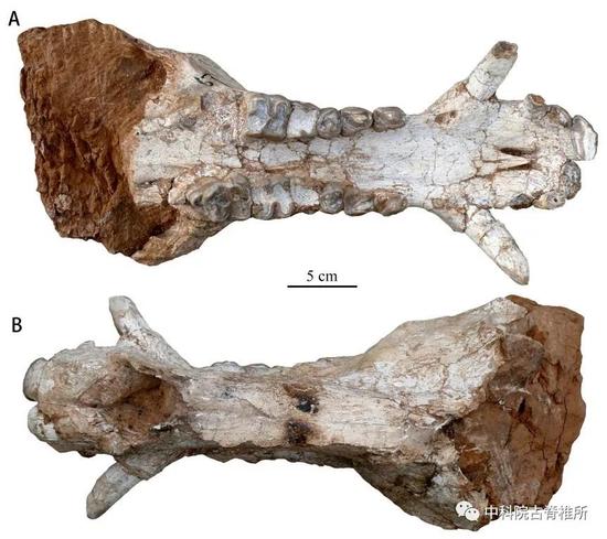 临夏盆地小库班猪新种Kubanochoerus parvus sp。 nov。（HMV 1985）头骨，正型标本A。 腹面；B。 背面