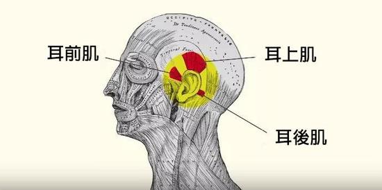 除了耳朵上这些比较明显的远古遗迹之外,还有一些我们天天谈论却不知道它也是进化残留的器官。