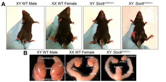 缺少Enh13的XY小鼠长出了全套子宫、卵巢……