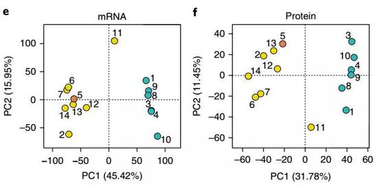 从mRNA到蛋白质，差异明显