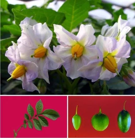 图4 马铃薯的花、叶及果实