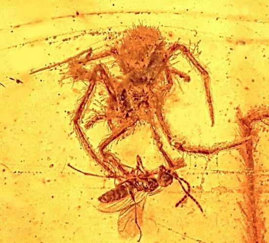 保存了1.1亿年的蜘蛛袭击黄蜂化石
