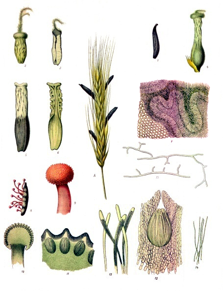 黑麦麦角菌（Claviceps purpurea）的侵染过程 | Wikimedia Commons, Franz Eugen Köhler, Köhler's Medizinal-Pflanzen / Public Domain