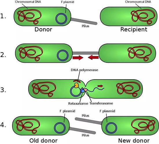 E.coli 的“性”福生活,了解一下。图片来源:Wikipedia