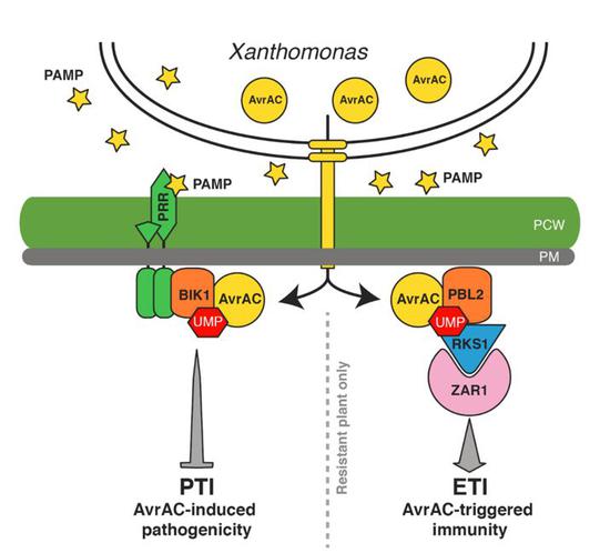 (图片来源:Zhang et al., Cell Host Microbe 2010; Feng et al., Nature 2012; Wang et al., Cell Host Microbe 2015)