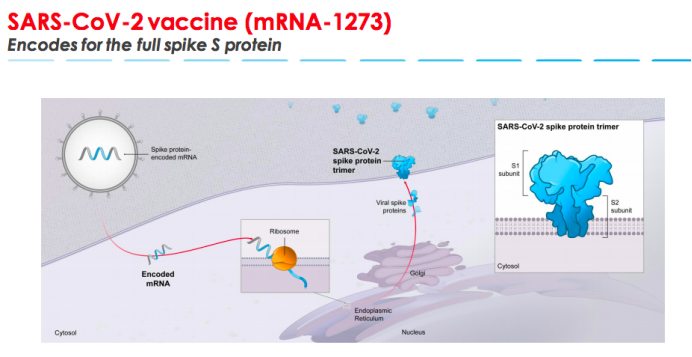 新冠病毒疫苗的设计，图片来源Moderna