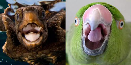 龟和鸟都有角质喙，露出“无齿”的笑容。左图来源： sailorsforthesea.org。右图来源： littlethings.com