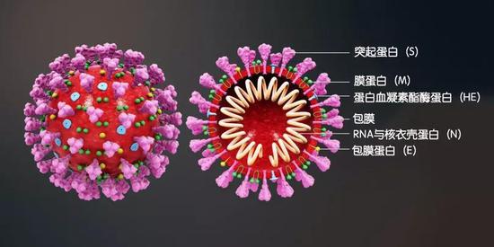 新冠病毒十问RNA基因组