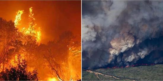 图2 森林火灾对生态系统的影响（图片来自网络）