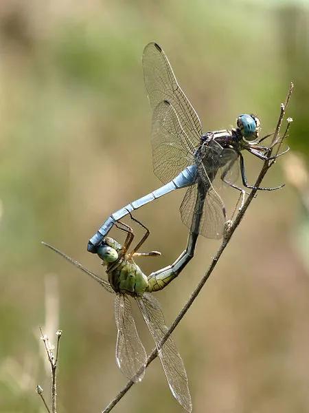 呂宋灰蜻(Orthetrum luzonicum)比爱心。图片来源:维基百科