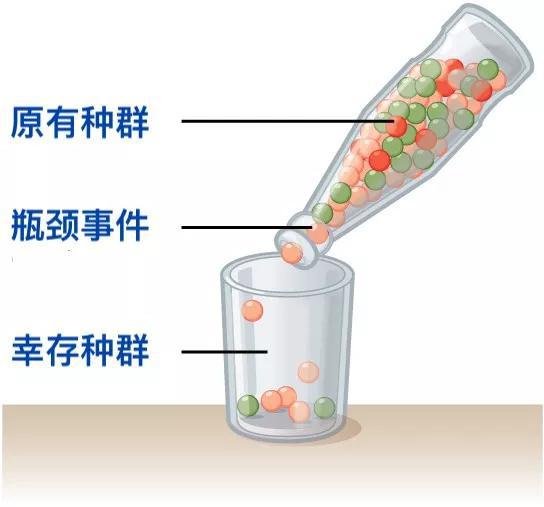瓶颈效应示意图,经过瓶颈筛选后,红色的个体彻底消失了。图片来源:Wikimedia Commons汉化:卢平
