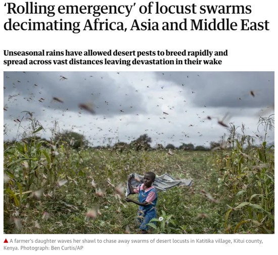 《卫报》对蝗灾的报道
