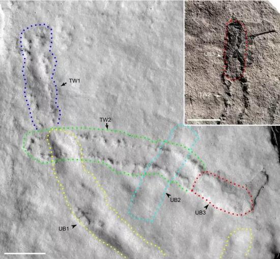 此次发现的遗迹化石由两组足迹和三条潜穴组成，其中一组足迹（TW2）穿过两条潜穴（UB1和UB2），并与潜穴（UB3）相连。TW2与UB1空间上相连