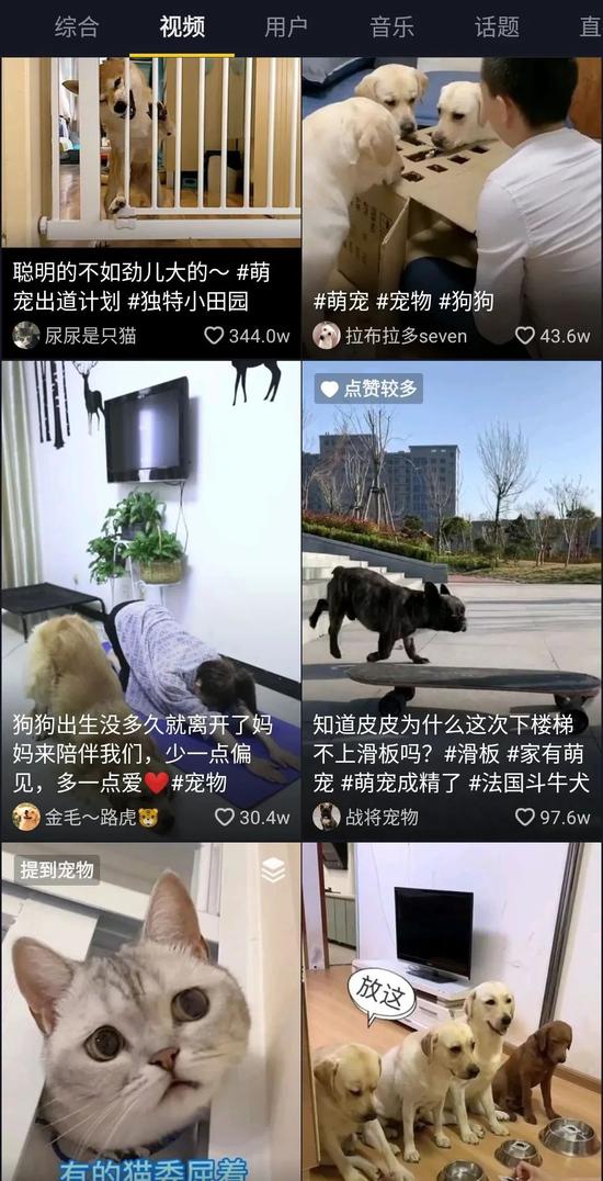 各平台上都有大量宠物视频博主 图片来源:APP截图