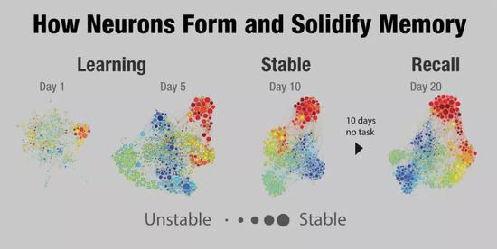 ▲研究示意图：不同颜色代表不同位置，随着时间推移和不断接触同一场所，编码同一位置的海马神经元越来越多，形成稳固记忆（图片来源：Caltech）