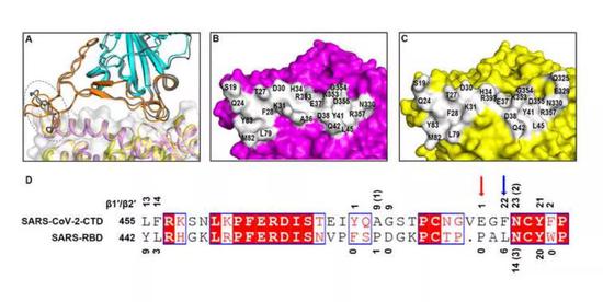 ▲新冠病毒（B）与SARS病毒（C）与受体的结合示意图。一些氨基酸的替换，让新冠病毒具有更强的受体亲和力（图片来源：参考资料[1]）