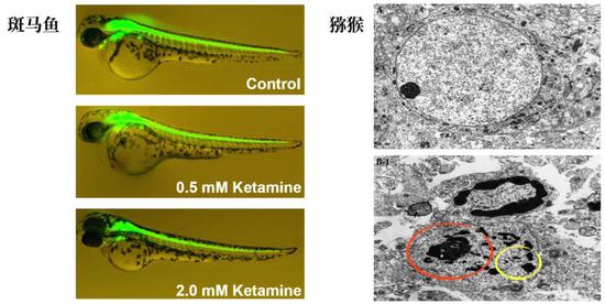 左：氯胺酮抑制了斑马鱼神经元和其树突和轴突的正常发育。（上图为控制组）。来源：FDA；右：氯胺酮诱导了猕猴额叶II、III层神经元的死亡。红圈内为细胞核凝结，黄圈内为细胞核碎片化，两者均为细胞健康状况极差、死亡的标志。（上：控制组，下：氯胺酮组）。来源：Slikker et al。， 2007， Toxicol。 Sci。