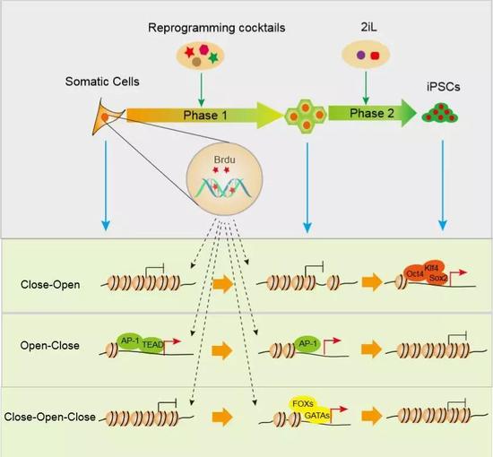 两步逆转细胞命运（来源：中国科学院广州生物医药与健康研究院）